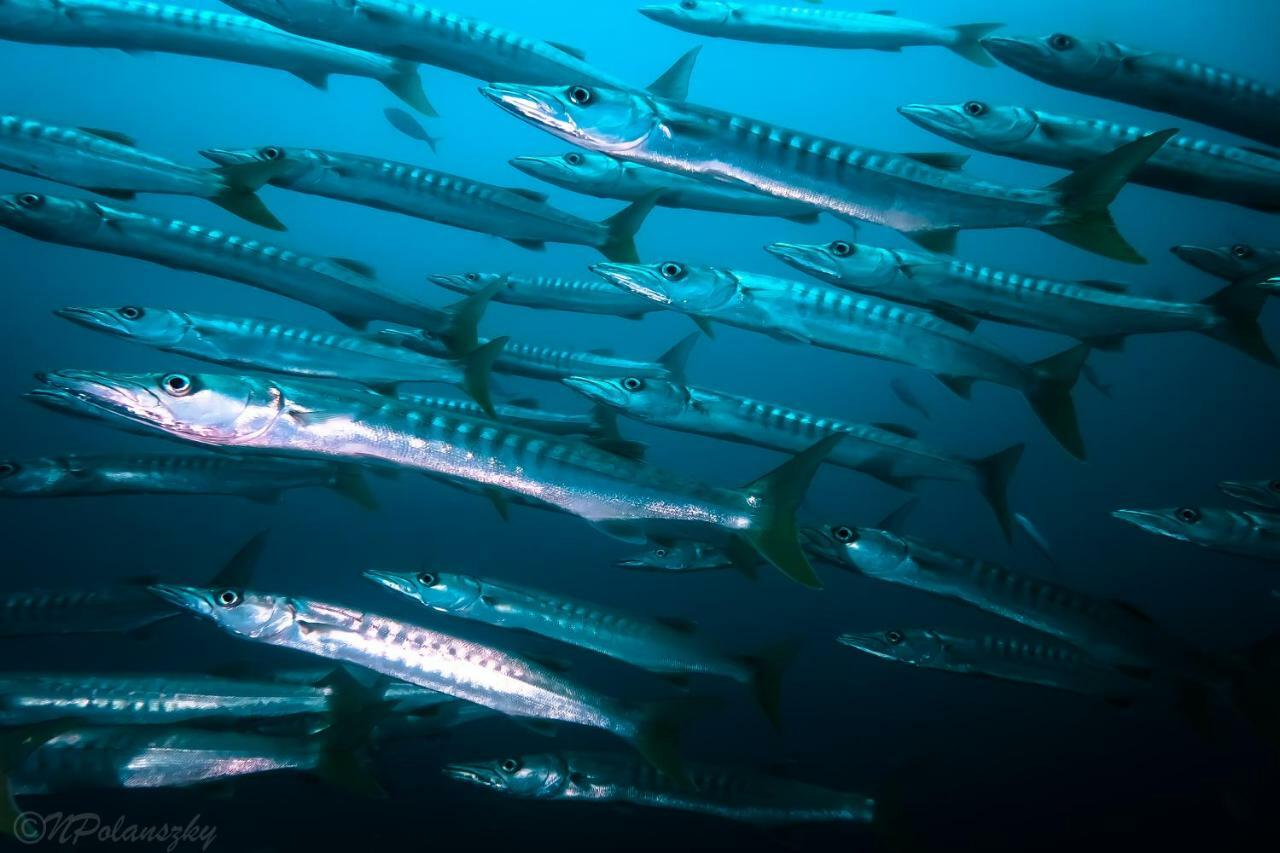Forra Dive Pattaya