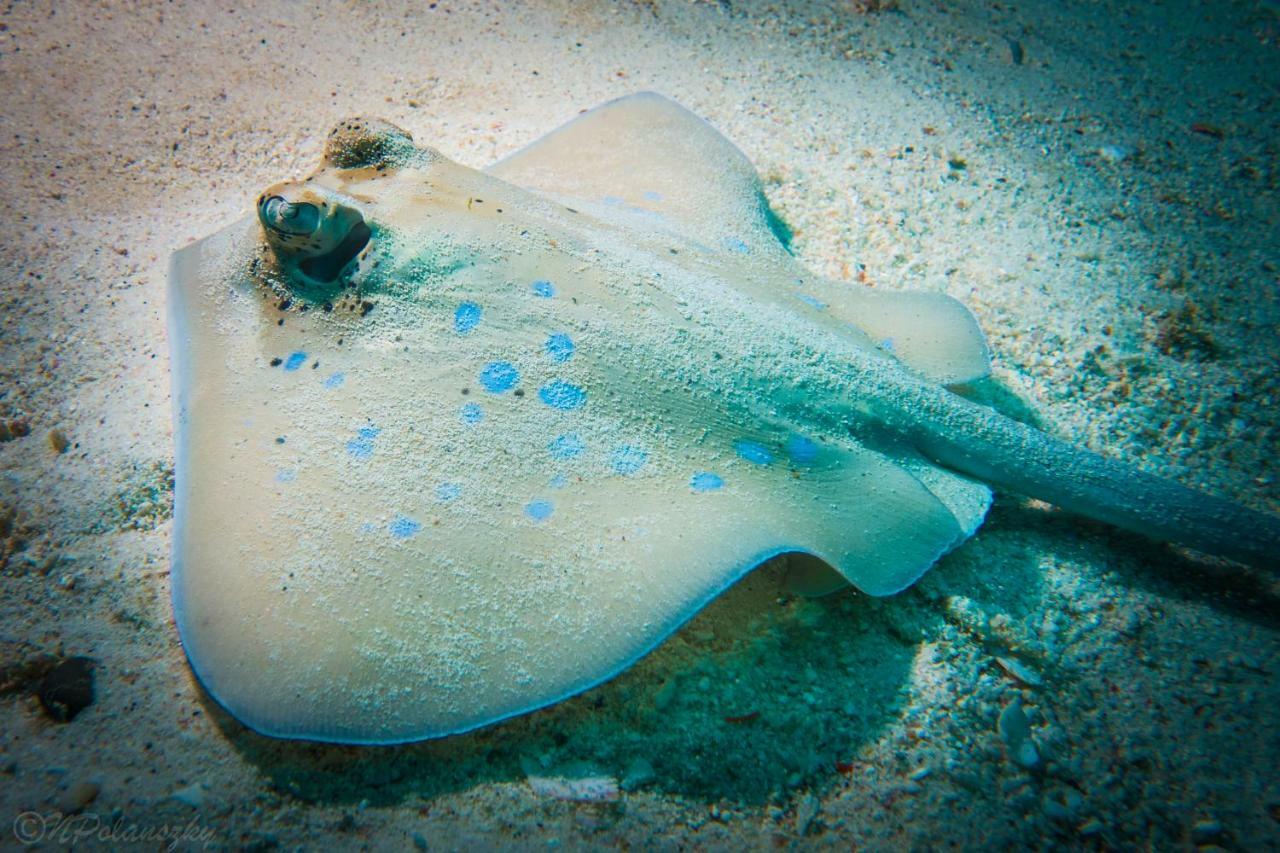 Resort Forra Dive Pattaya