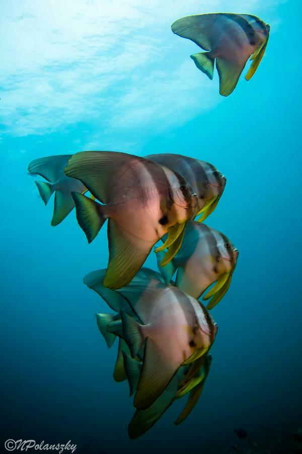 Resort Forra Dive Pattaya *