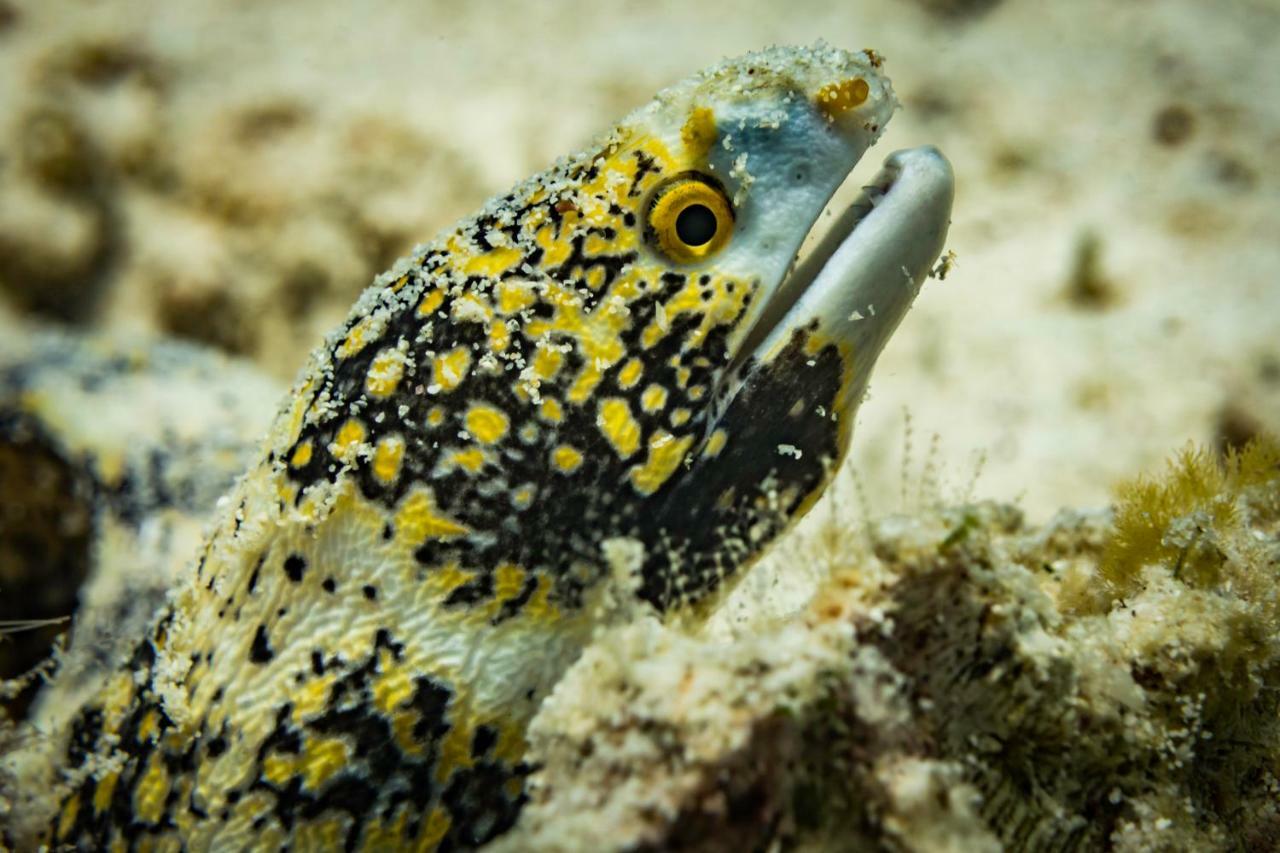 Resort Forra Dive Pattaya Koh Lipe