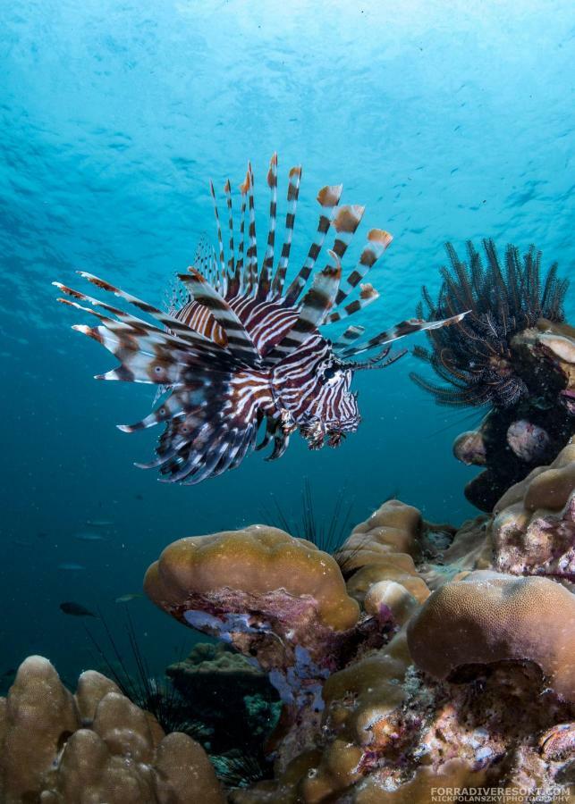 Forra Dive Pattaya Resort
