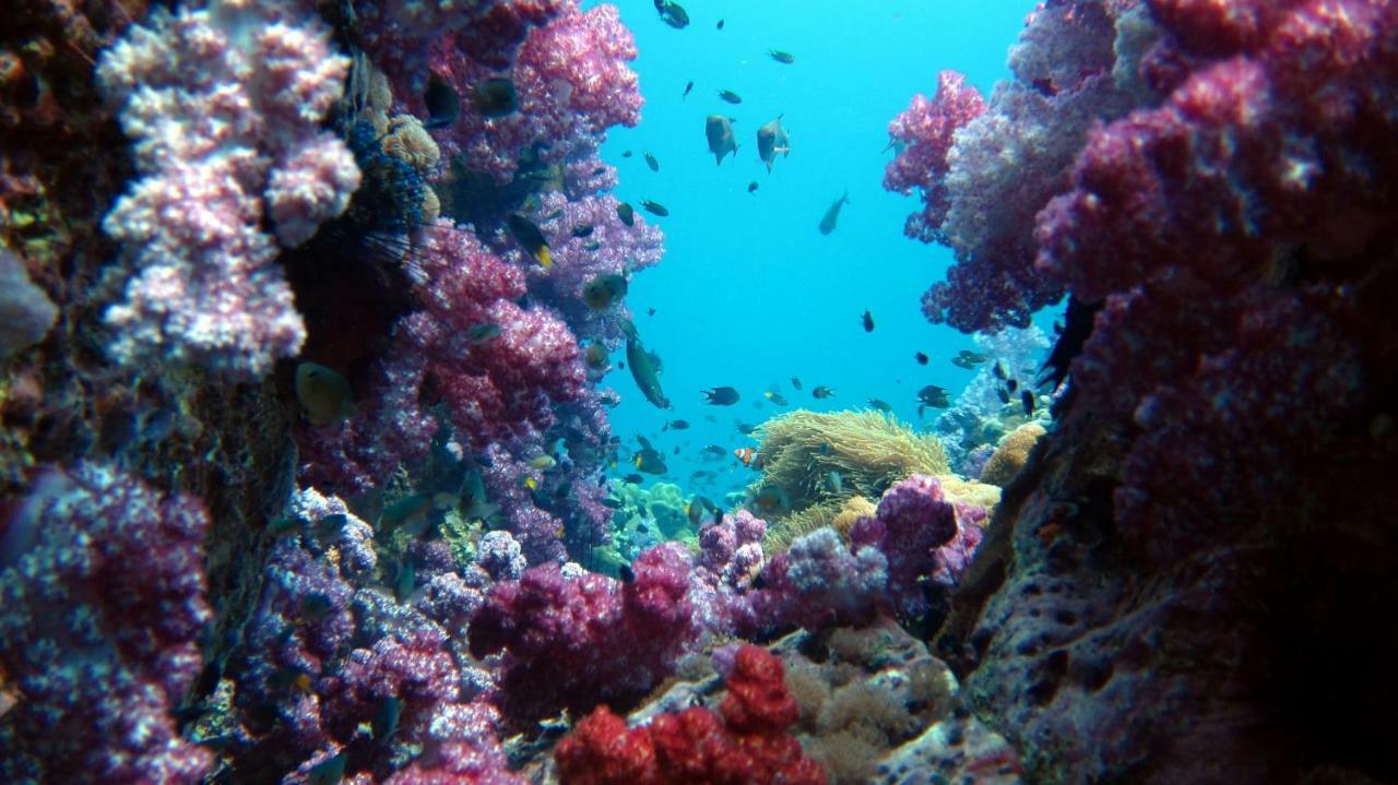 Forra Dive Pattaya