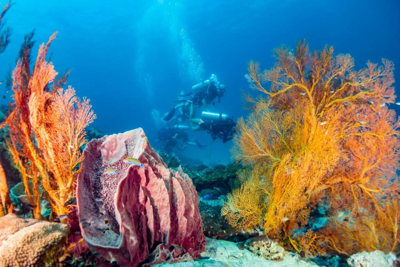 Forra Dive Pattaya Koh Lipe